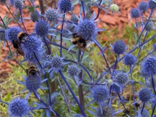 baptisia tinctoria.jpg